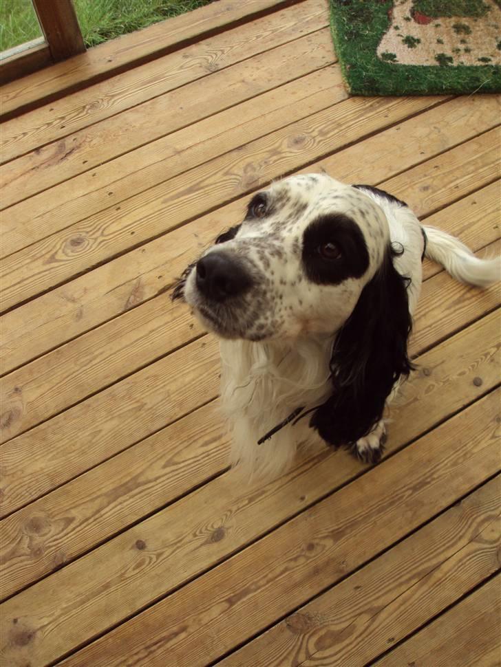 Blanding af racer Otto billede 7