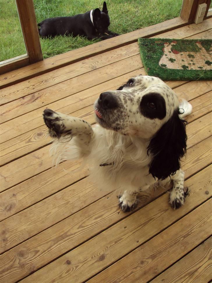 Blanding af racer Otto billede 8