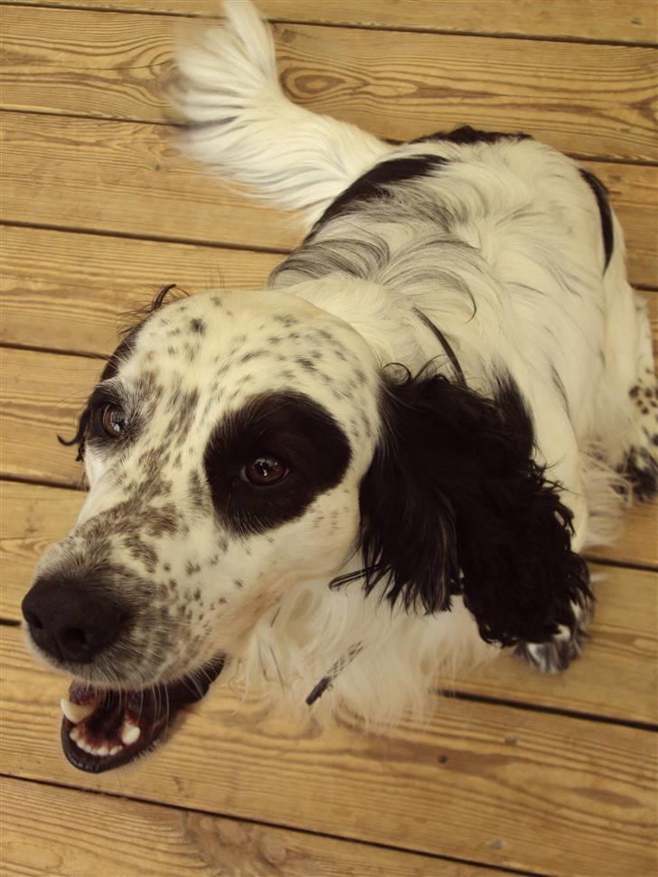 Blanding af racer Otto billede 9