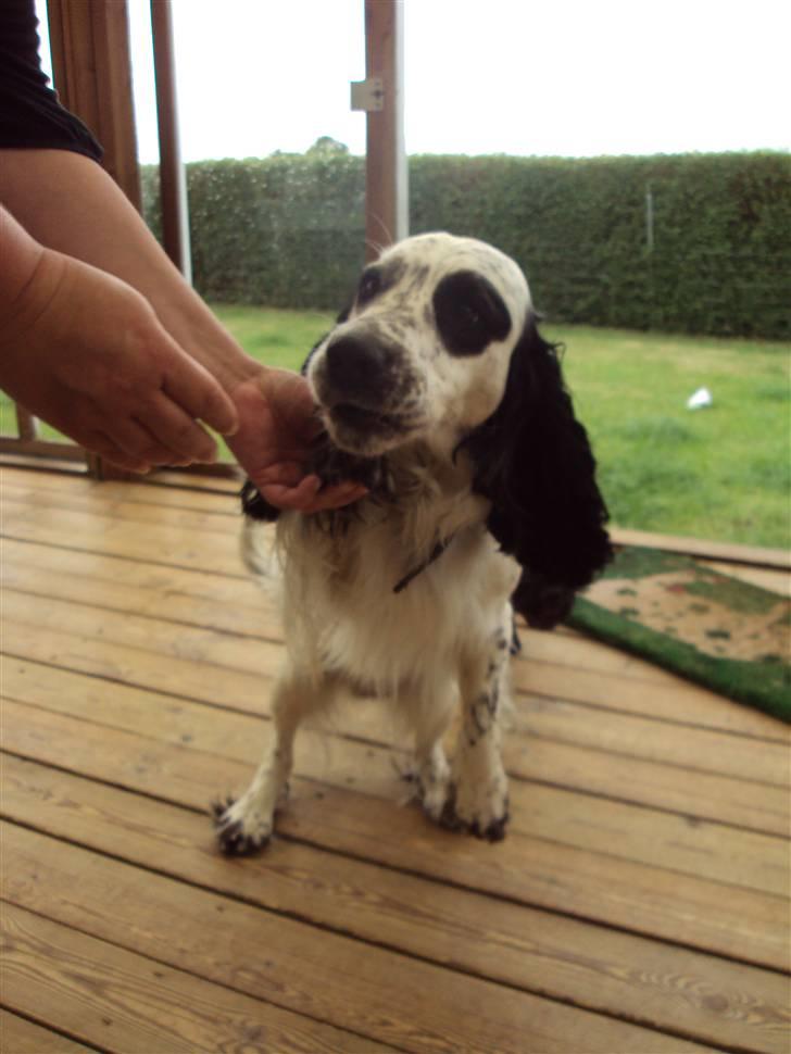 Blanding af racer Otto billede 10