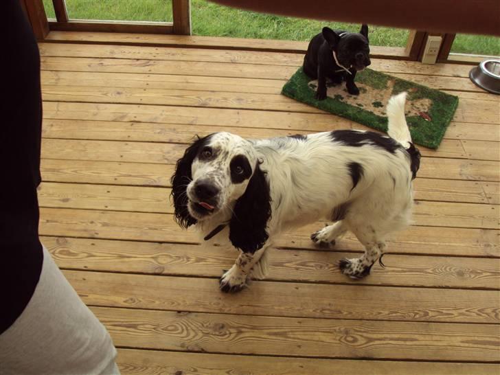 Blanding af racer Otto billede 11