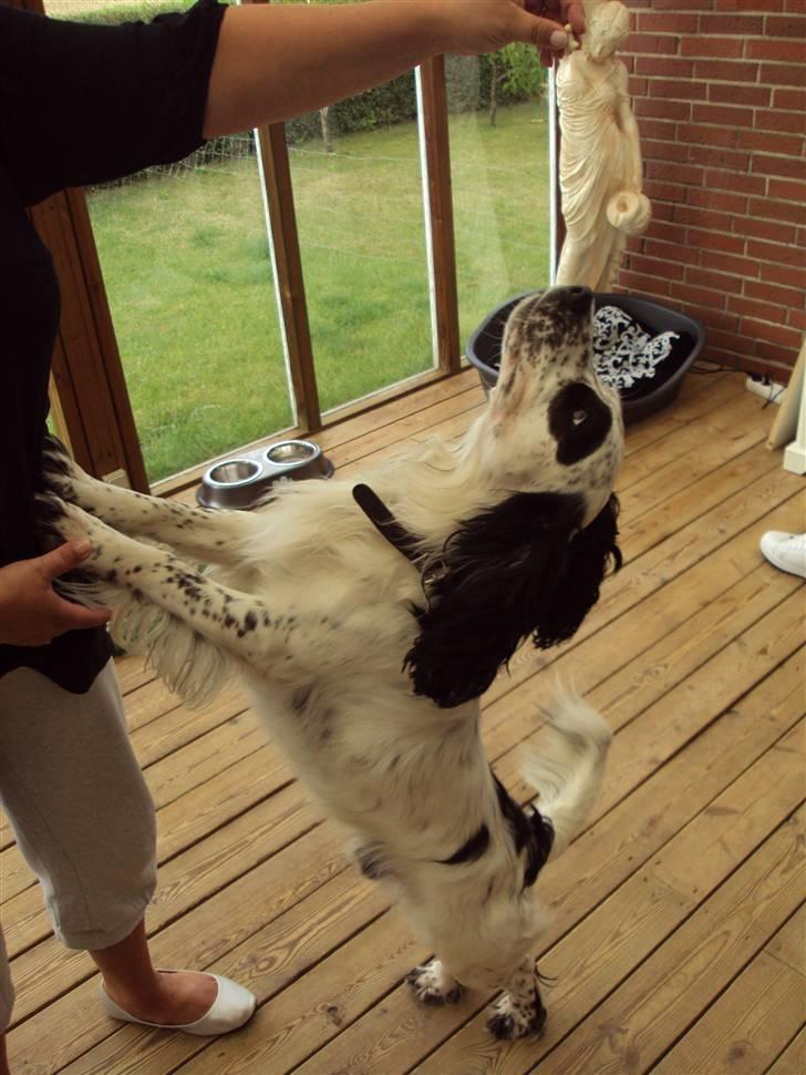 Blanding af racer Otto billede 12