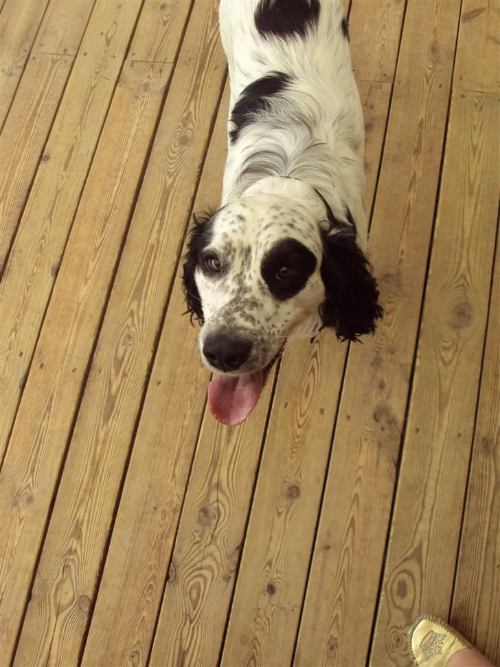 Blanding af racer Otto billede 13