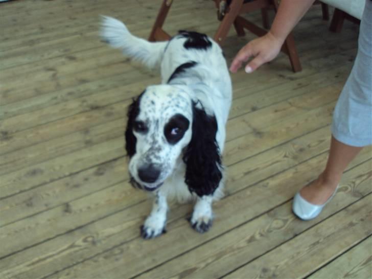 Blanding af racer Otto billede 14