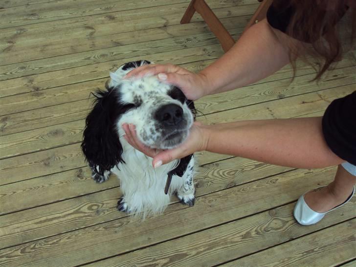 Blanding af racer Otto billede 15