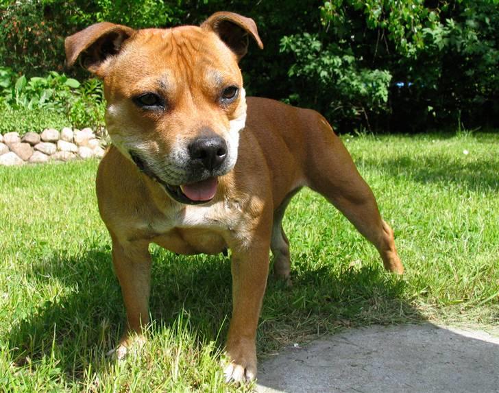Staffordshire bull terrier Bailey - Sommer 2009 - 8 år billede 1/3 billede 14