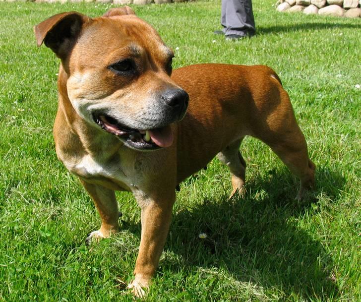 Staffordshire bull terrier Bailey - Sommer 2009 - 8 år billede 2/3 billede 15