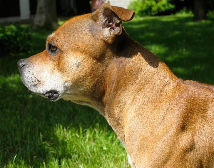Staffordshire bull terrier Bailey - Sommer 2009 - 8 år billede 3/3 billede 16