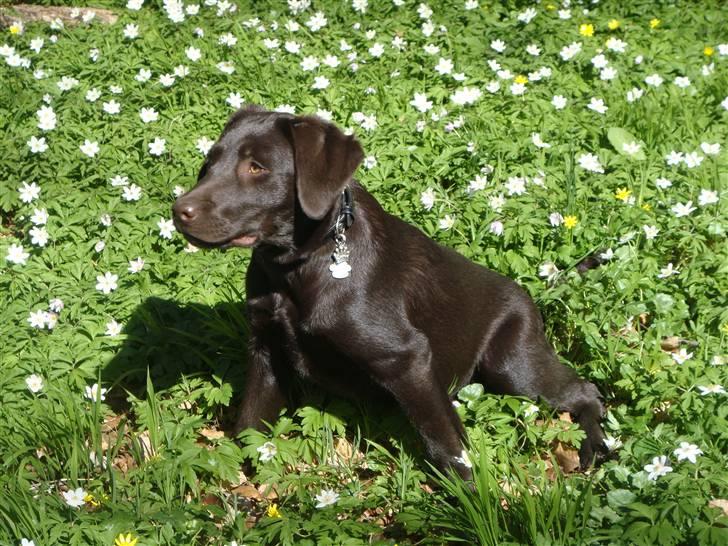 Labrador retriever Fenya - Fenya : D i skoven i kolding billede 1