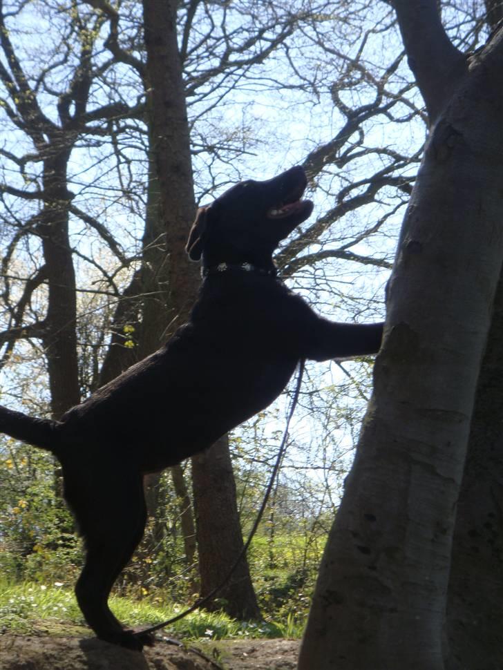Labrador retriever Fenya - Fenya venter på min lillebror kommer ned fra træet : D billede 2