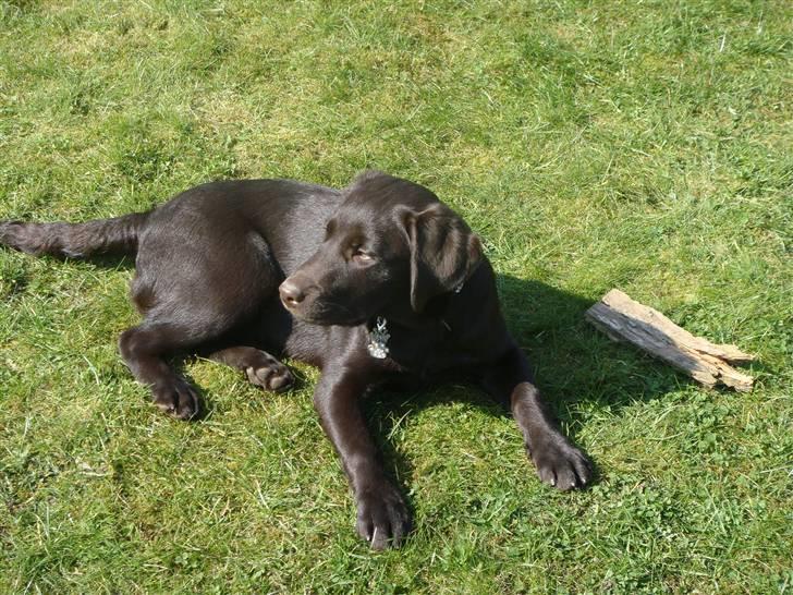 Labrador retriever Fenya - tager lige en slapper (: billede 3