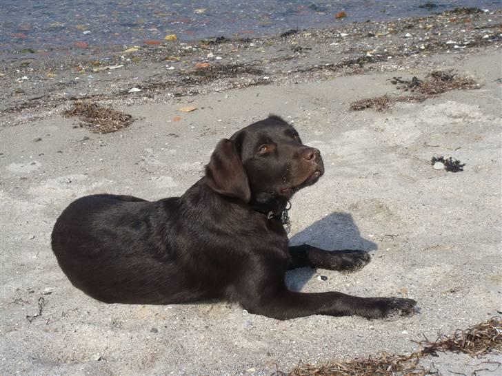 Labrador retriever Fenya - er jeg ikke fin ? (: billede 4
