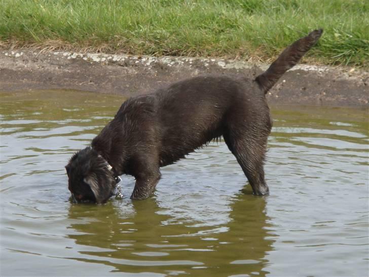 Labrador retriever Fenya - "svømmer der mon noger dernede ? (;" billede 5