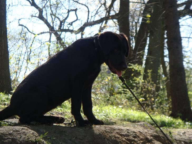 Labrador retriever Fenya - fenya : D billede 6