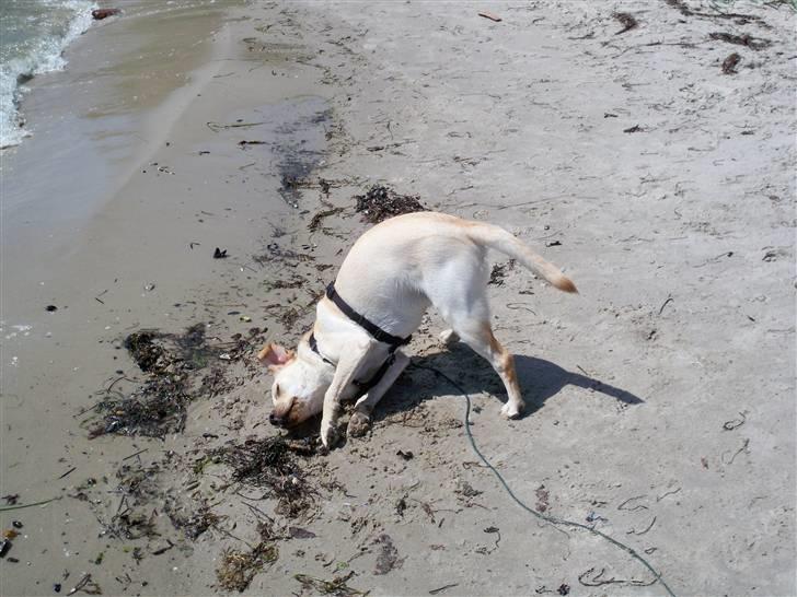 Labrador retriever rico billede 13