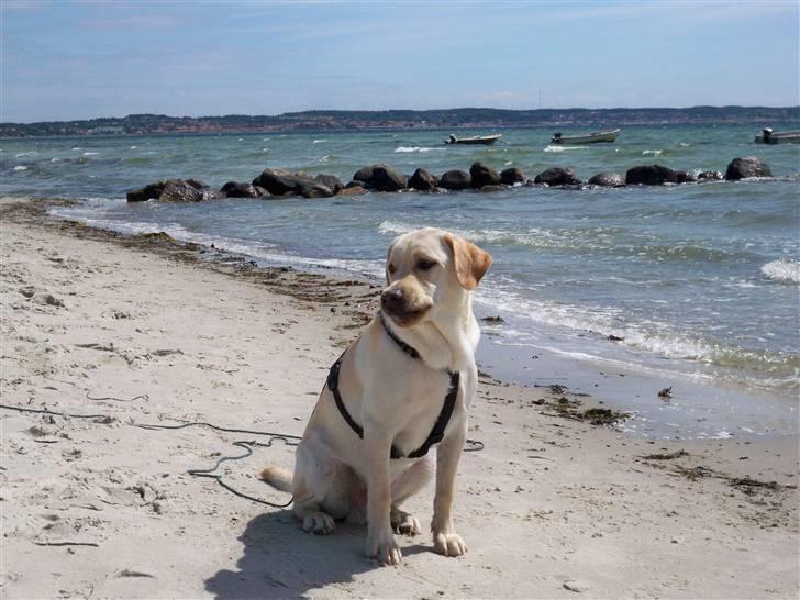 Labrador retriever rico billede 14