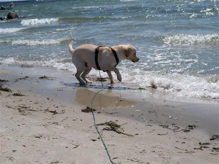 Labrador retriever rico billede 15