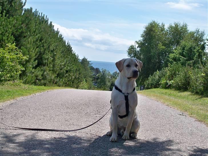 Labrador retriever rico billede 16