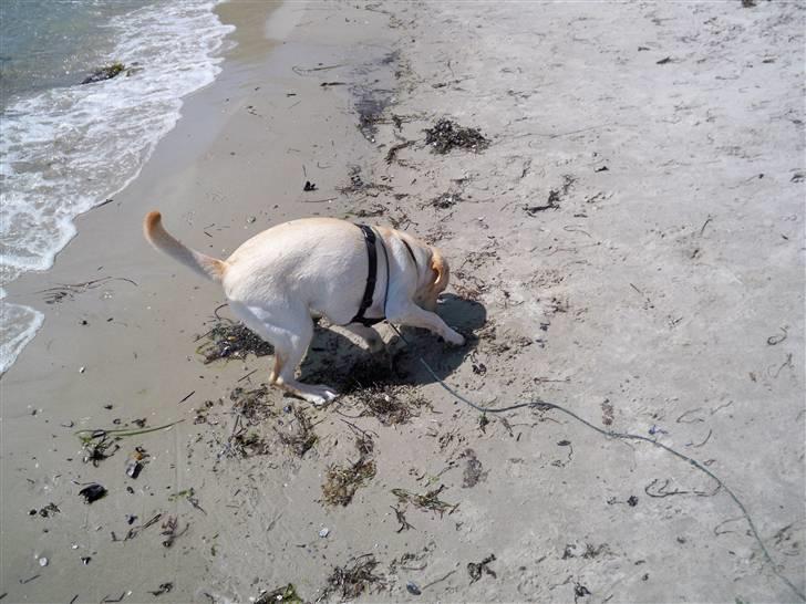 Labrador retriever rico billede 17