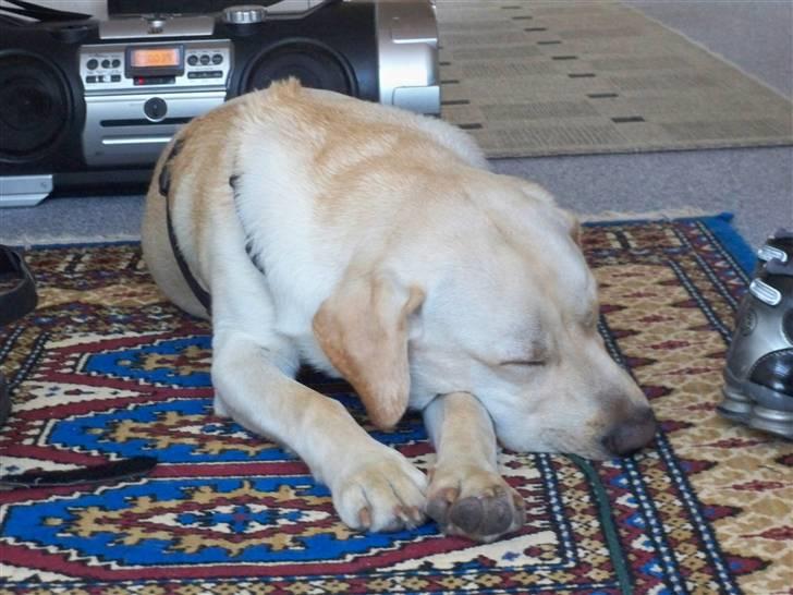 Labrador retriever rico billede 18