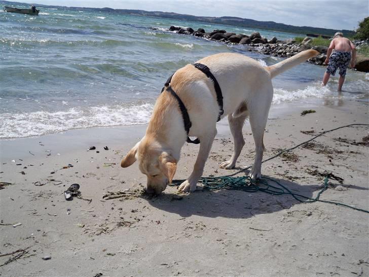 Labrador retriever rico billede 19