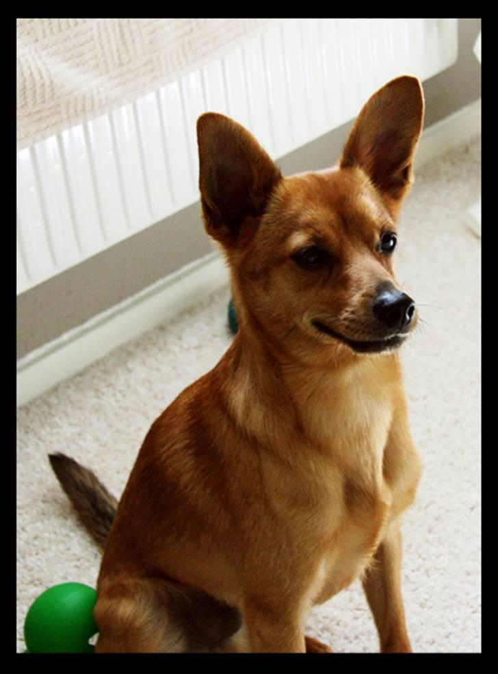 Blanding af racer Emil billede 1