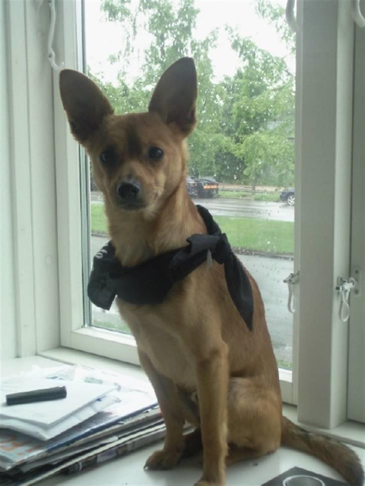 Blanding af racer Emil billede 2