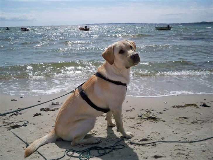 Labrador retriever rico billede 20