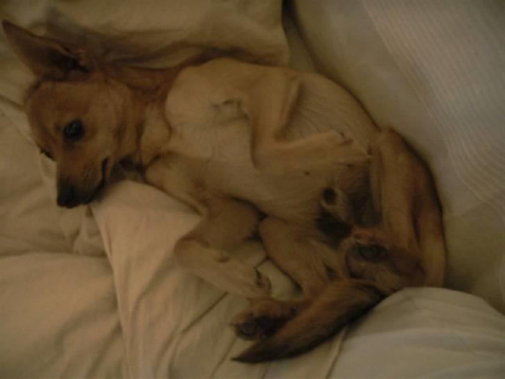 Blanding af racer Emil billede 3