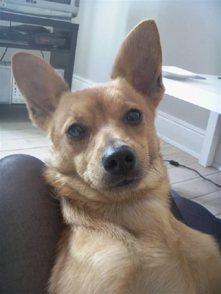 Blanding af racer Emil billede 4