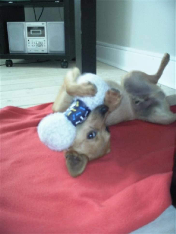 Blanding af racer Emil billede 5