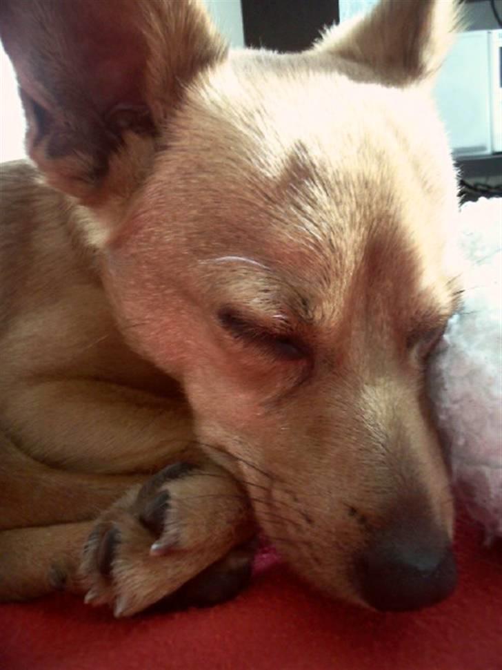 Blanding af racer Emil billede 6