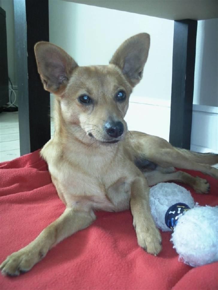 Blanding af racer Emil billede 7