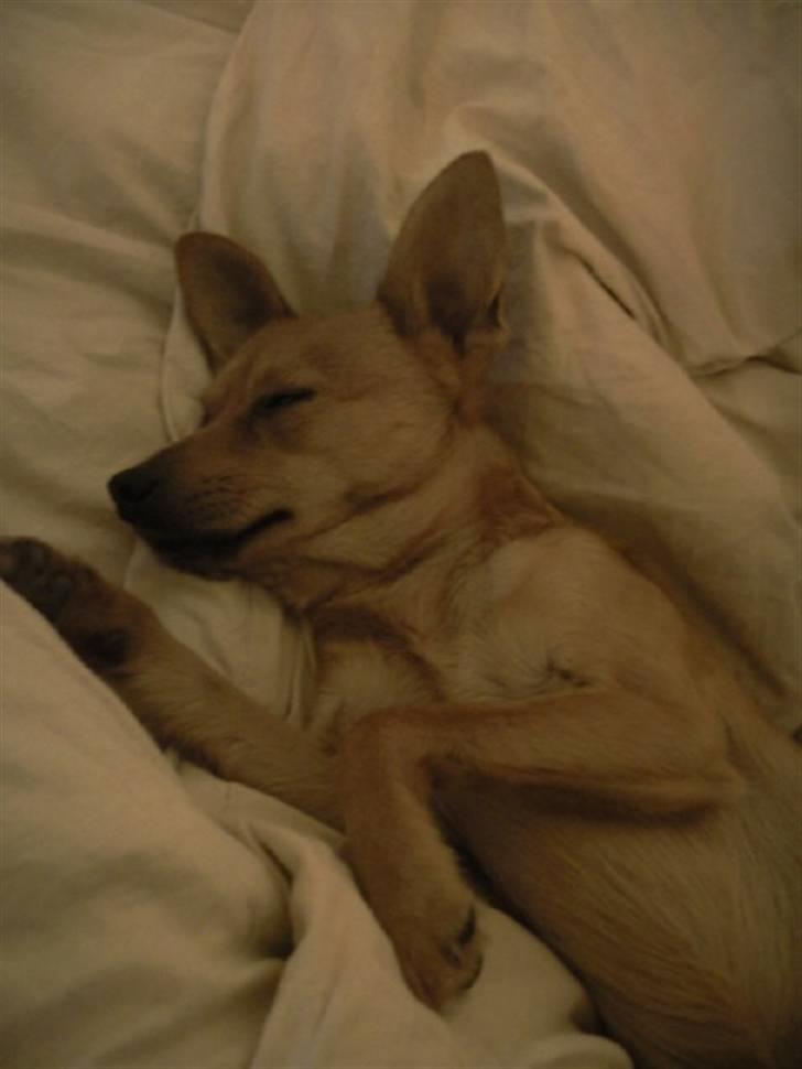 Blanding af racer Emil billede 8