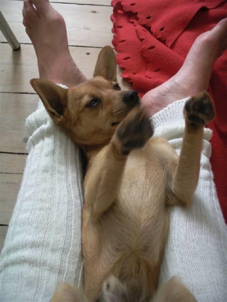 Blanding af racer Emil billede 10