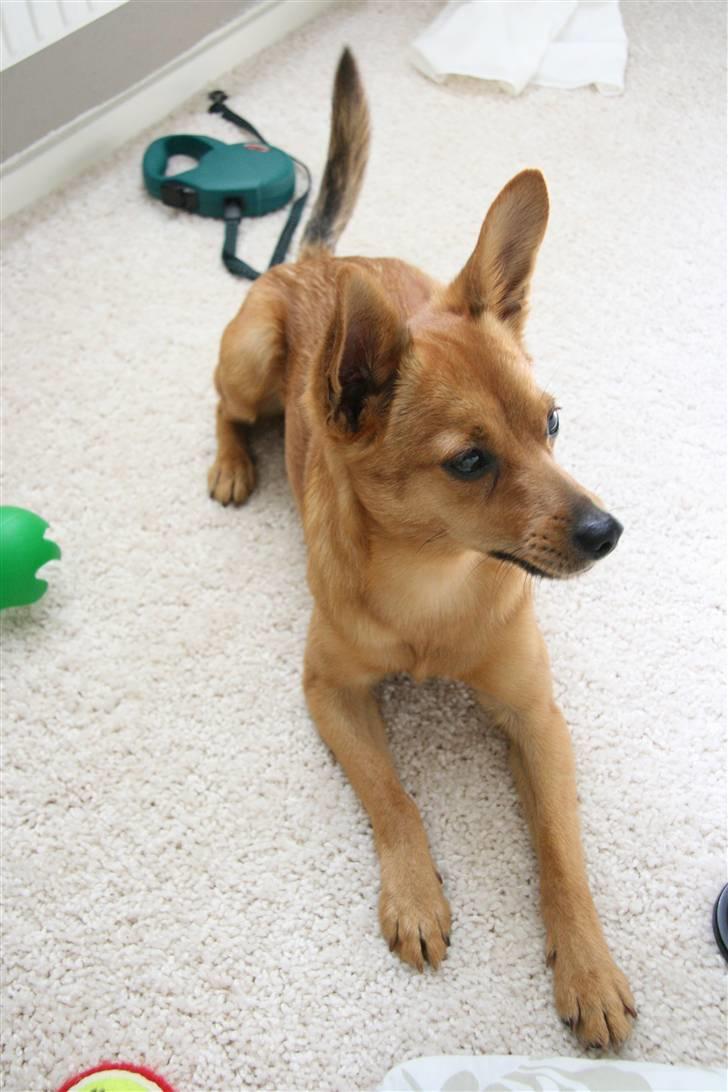 Blanding af racer Emil billede 11