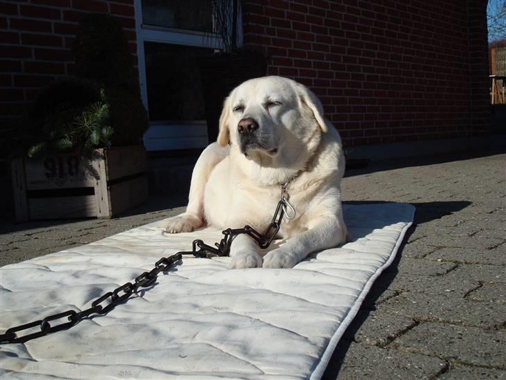 Labrador retriever *Luffe* billede 7