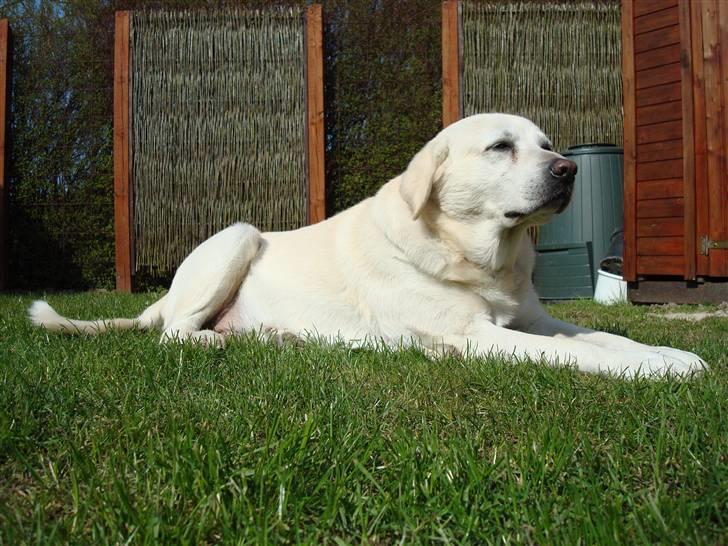 Labrador retriever *Luffe* billede 8