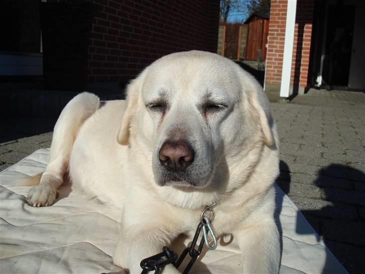 Labrador retriever *Luffe* billede 9