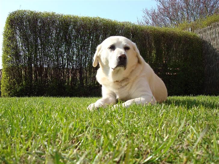 Labrador retriever *Luffe* billede 10