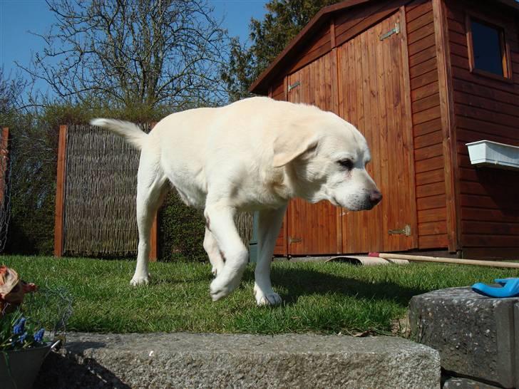 Labrador retriever *Luffe* billede 11