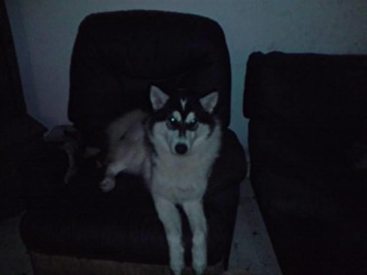 Alaskan husky sitka - hygger i fars stol.. billede 4