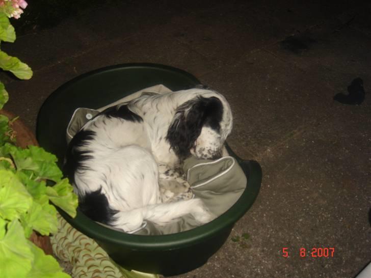 Blanding af racer Otto billede 16