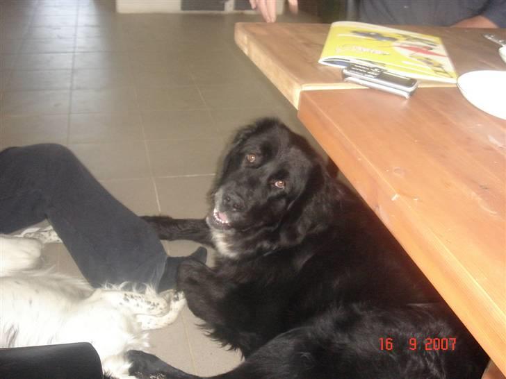 Blanding af racer Otto billede 17