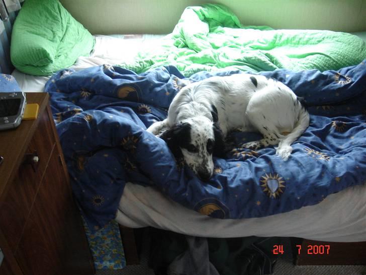 Blanding af racer Otto billede 18