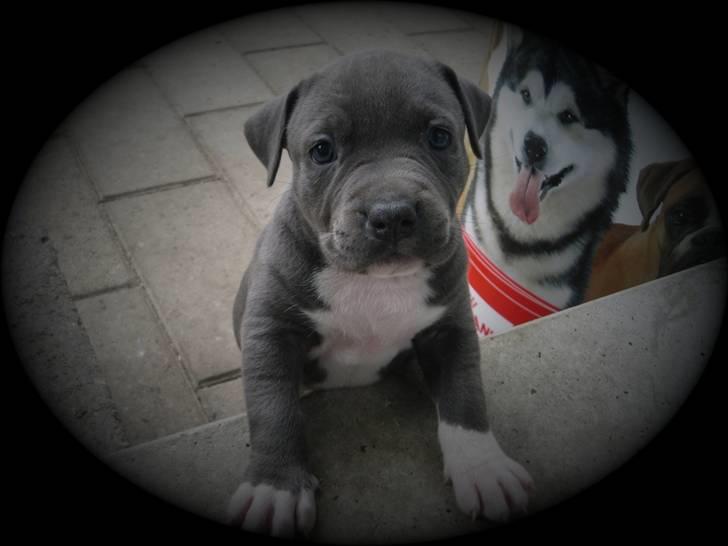 Amerikansk staffordshire terrier Blue ''Almas'' Diana billede 3