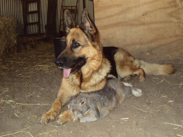 Schæferhund harrestrup friga  (rip):( - hvorfor forlod du os billede 14