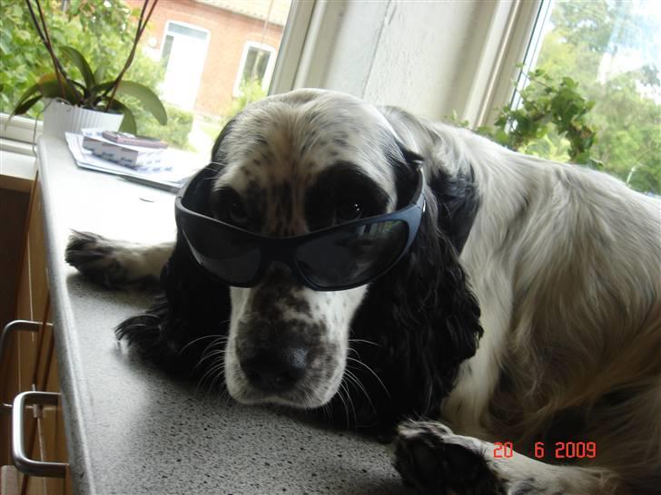 Blanding af racer Otto billede 19