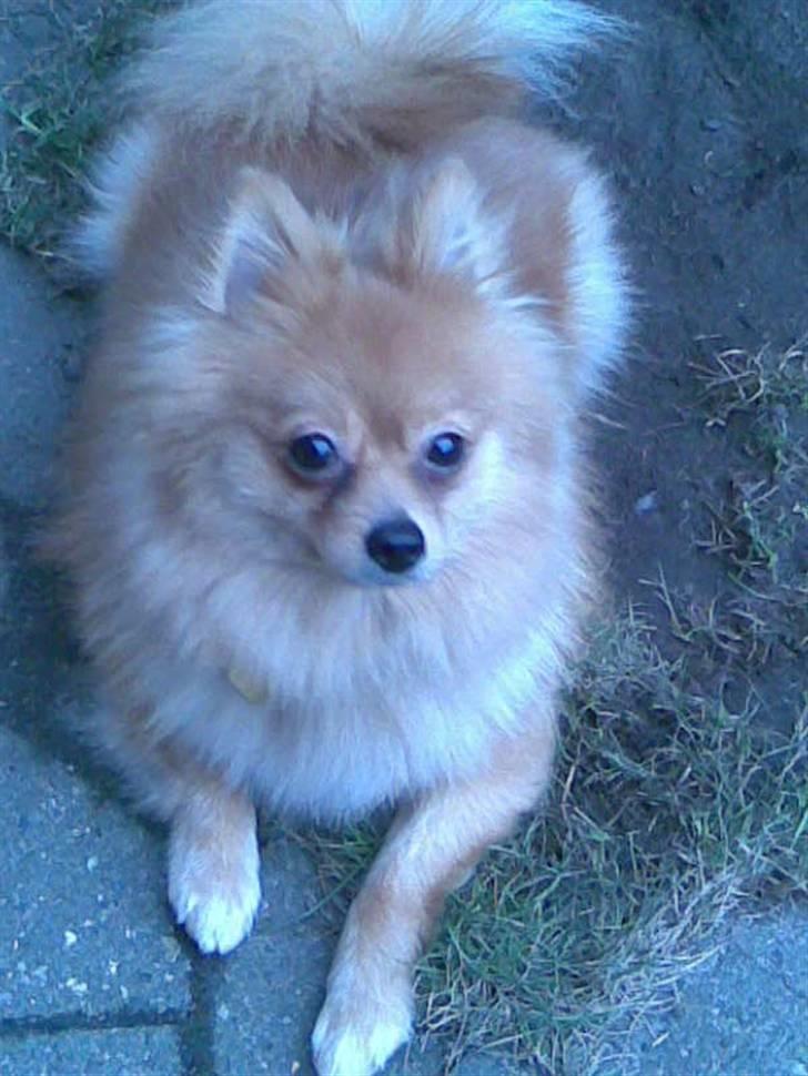 Papillon Cille - Opmærksomhed Taak.. billede 1