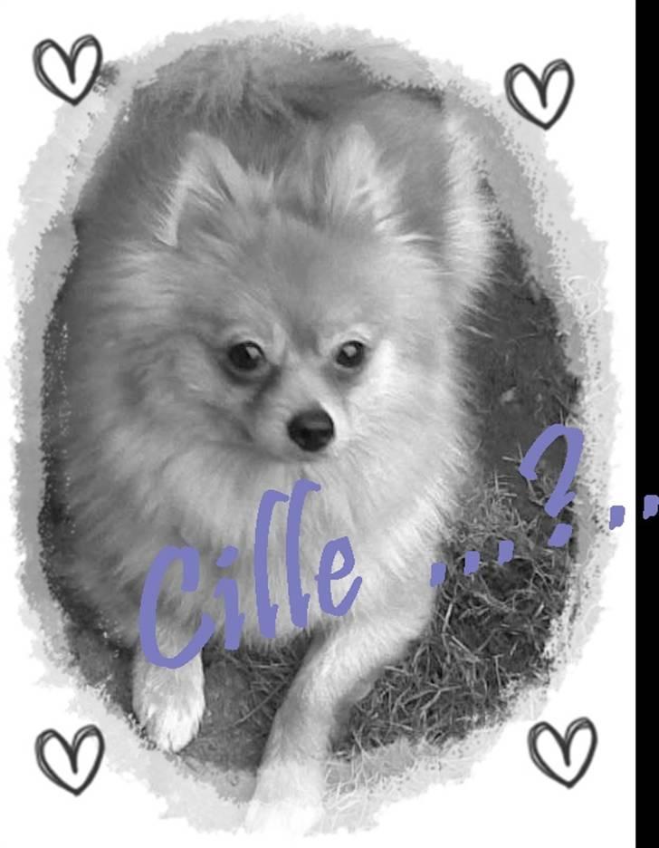 Papillon Cille billede 2